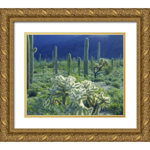 AZ, Organ Pipe Cactus NM Green desert in spring Gold Ornate Wood Framed Art Print with Double Matting by Talbot Frank, Christopher