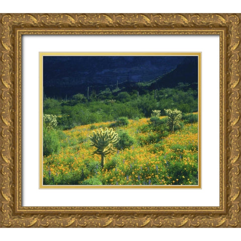 AZ, Organ Pipe Cactus NM Flowers and cacti Gold Ornate Wood Framed Art Print with Double Matting by Talbot Frank, Christopher