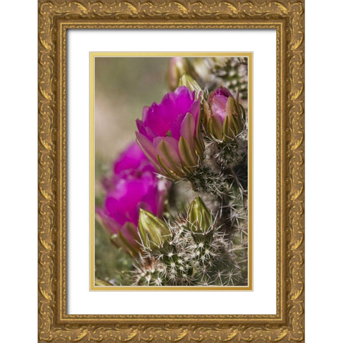 Arizona, Tucson Hedgehog cactus in bloom Gold Ornate Wood Framed Art Print with Double Matting by Grall, Don