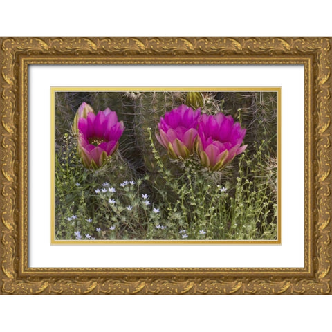 Arizona, Tucson Hedgehog cactus in bloom Gold Ornate Wood Framed Art Print with Double Matting by Grall, Don