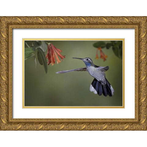 AZ, A blue-throated hummingbird hovers at flower Gold Ornate Wood Framed Art Print with Double Matting by Grall, Don