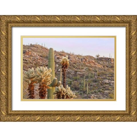 USA, Arizona, Tucson Desert scenic in Saguaro NP Gold Ornate Wood Framed Art Print with Double Matting by Paulson, Don