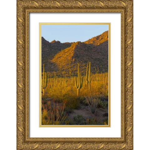 USA, Arizona, Tucson Desert sunset in Saguaro NP Gold Ornate Wood Framed Art Print with Double Matting by Lord, Fred