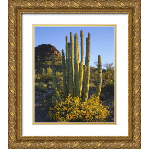 Arizona, Organ Pipe Cactus NM, Organ Pipe Cactus Gold Ornate Wood Framed Art Print with Double Matting by Talbot Frank, Christopher