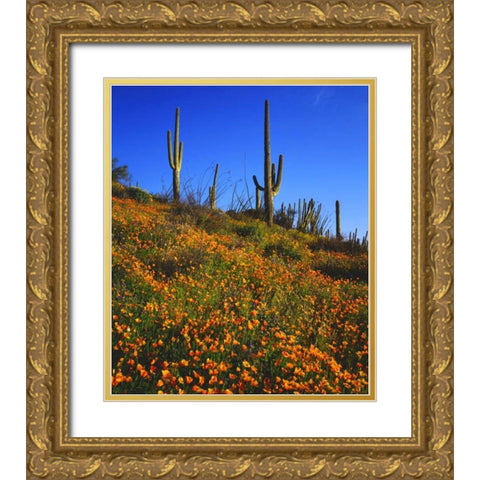 Arizona, Organ Pipe Cactus NM flowers and cacti Gold Ornate Wood Framed Art Print with Double Matting by Talbot Frank, Christopher