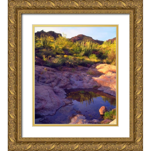 AZ Spring with Organ Pipe cacti along a stream Gold Ornate Wood Framed Art Print with Double Matting by Talbot Frank, Christopher
