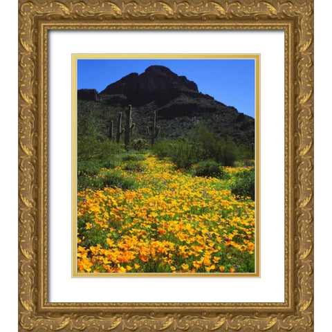 Arizona, Organ Pipe Cactus NM flowers and cacti Gold Ornate Wood Framed Art Print with Double Matting by Talbot Frank, Christopher