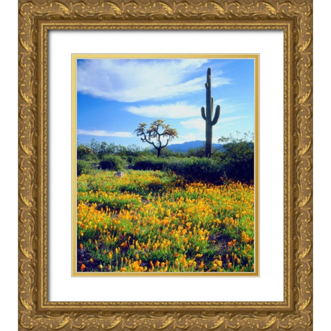 Arizona, Organ Pipe Cactus NM flowers and cacti Gold Ornate Wood Framed Art Print with Double Matting by Talbot Frank, Christopher