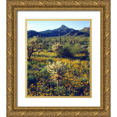 Arizona, Organ Pipe Cactus NM flowers and cacti Gold Ornate Wood Framed Art Print with Double Matting by Talbot Frank, Christopher