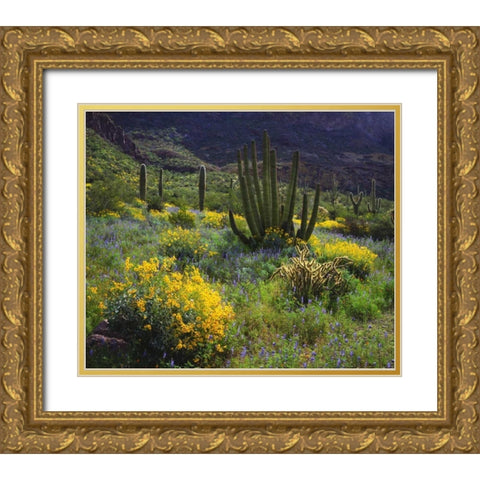 Arizona, Organ Pipe Cactus NM flowers and cacti Gold Ornate Wood Framed Art Print with Double Matting by Talbot Frank, Christopher