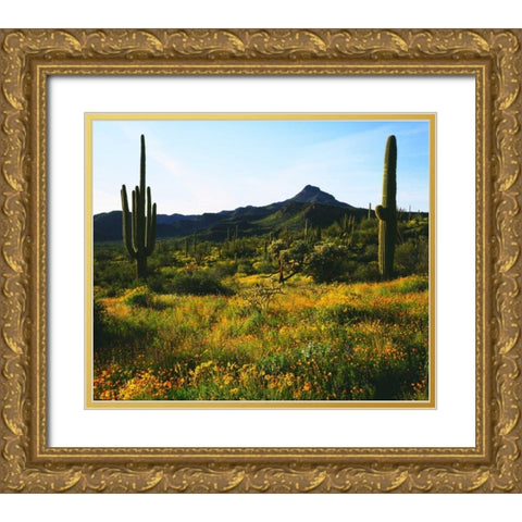 Arizona, Organ Pipe Cactus NM flowers and cacti Gold Ornate Wood Framed Art Print with Double Matting by Talbot Frank, Christopher