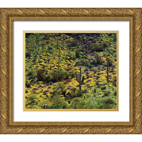 Arizona, Organ Pipe Cactus NM flowers and cacti Gold Ornate Wood Framed Art Print with Double Matting by Talbot Frank, Christopher