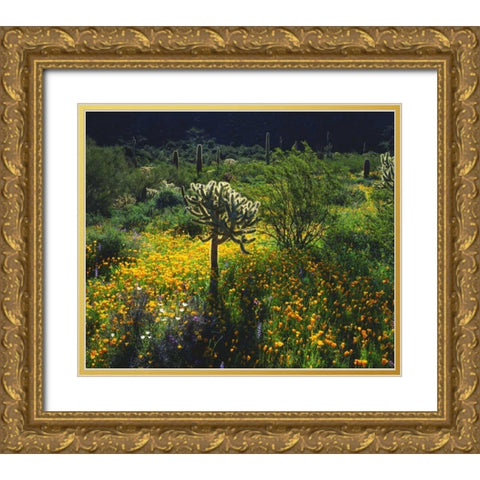 Arizona, Organ Pipe Cactus NM flowers and cacti Gold Ornate Wood Framed Art Print with Double Matting by Talbot Frank, Christopher