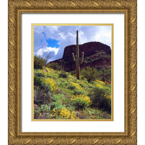 Arizona, Organ Pipe Cactus NM flowers and cacti Gold Ornate Wood Framed Art Print with Double Matting by Talbot Frank, Christopher
