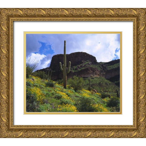 Arizona, Saguaro Cacti in Organ Pipe Cactus NM Gold Ornate Wood Framed Art Print with Double Matting by Talbot Frank, Christopher