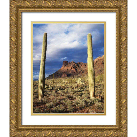 Arizona, Saguaro Cacti in Organ Pipe Cactus NM Gold Ornate Wood Framed Art Print with Double Matting by Talbot Frank, Christopher
