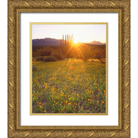 AZ, Organ Pipe Cactus NP, Flowers and cacti Gold Ornate Wood Framed Art Print with Double Matting by Talbot Frank, Christopher