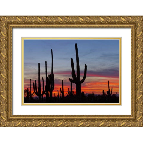 AZ, Sonoran Desert Saguaro cacti and sunset Gold Ornate Wood Framed Art Print with Double Matting by Illg, Cathy and Gordon