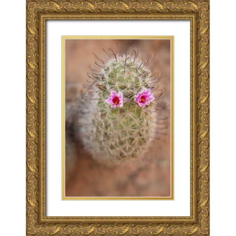 AZ, Grand Canyon, Fishhook cactus with flowers Gold Ornate Wood Framed Art Print with Double Matting by Grall, Don
