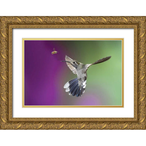 AZ, Madera Canyon Magnificent hummingbird Gold Ornate Wood Framed Art Print with Double Matting by Kaveney, Wendy