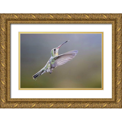 AZ, Madera Canyon Broad-billed hummingbird Gold Ornate Wood Framed Art Print with Double Matting by Kaveney, Wendy
