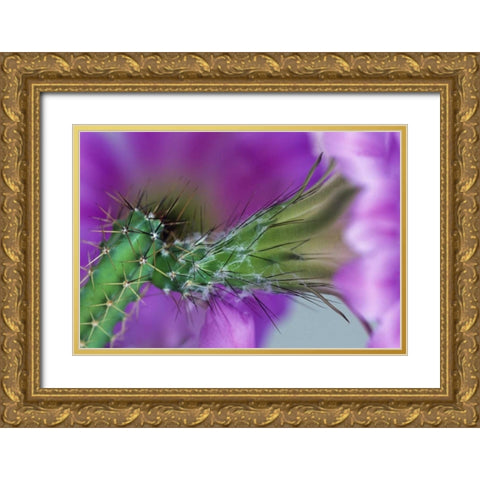 USA, Arizona Cactus with blossom in spring Gold Ornate Wood Framed Art Print with Double Matting by Rotenberg, Nancy