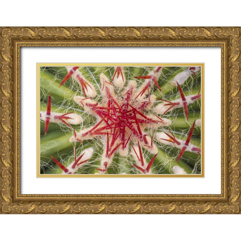Arizona, Tucson Close-up of cactus and thorns Gold Ornate Wood Framed Art Print with Double Matting by Paulson, Don