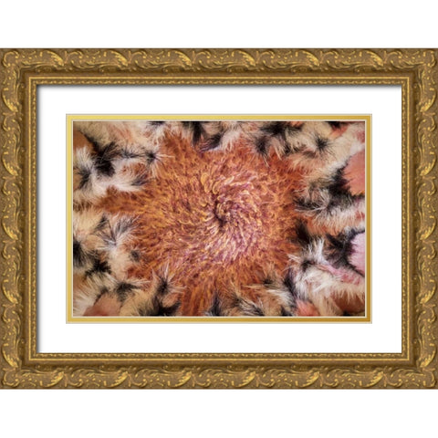 USA, Arizona, Tucson Close-up of a Protea bloom Gold Ornate Wood Framed Art Print with Double Matting by Paulson, Don