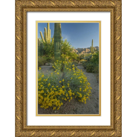 Arizona, Coronado NF Saguaros and paper flowers Gold Ornate Wood Framed Art Print with Double Matting by Illg, Cathy and Gordon