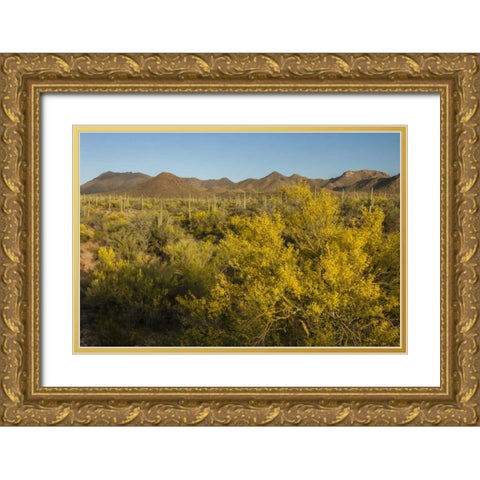 USA, Arizona, Saguaro NP Desert landscape Gold Ornate Wood Framed Art Print with Double Matting by Illg, Cathy and Gordon