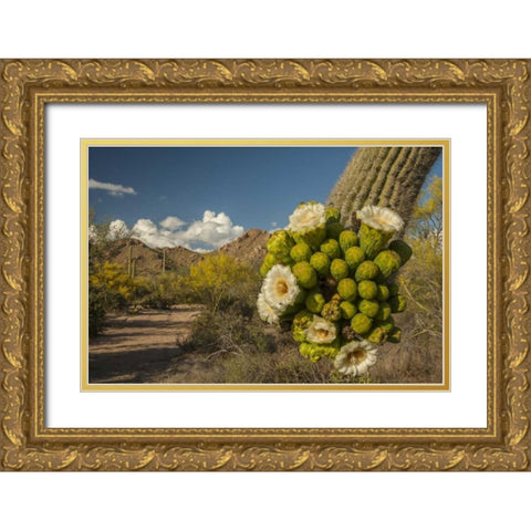 Arizona, Saguaro NP Saguaro cactus blossoms Gold Ornate Wood Framed Art Print with Double Matting by Illg, Cathy and Gordon