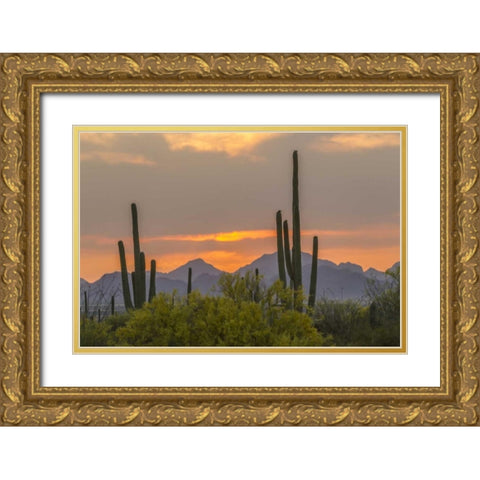 Arizona, Saguaro NP Sunset on desert landscape Gold Ornate Wood Framed Art Print with Double Matting by Illg, Cathy and Gordon