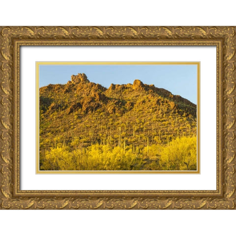 Arizona, Sonoran Desert Saguaro and palo verde Gold Ornate Wood Framed Art Print with Double Matting by Illg, Cathy and Gordon