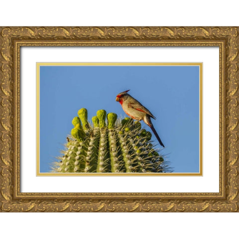 Arizona, Sonoran Desert Pyrrhuloxia on saguaro Gold Ornate Wood Framed Art Print with Double Matting by Illg, Cathy and Gordon