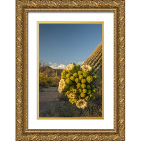 Arizona, Saguaro NP Saguaro cactus blossoms Gold Ornate Wood Framed Art Print with Double Matting by Illg, Cathy and Gordon