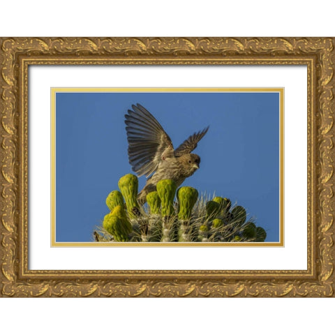 Arizona, Sonoran Desert House finch on saguaro Gold Ornate Wood Framed Art Print with Double Matting by Illg, Cathy and Gordon