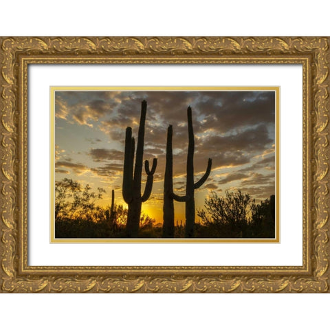 Arizona, Saguaro NP Sunset on desert landscape Gold Ornate Wood Framed Art Print with Double Matting by Illg, Cathy and Gordon