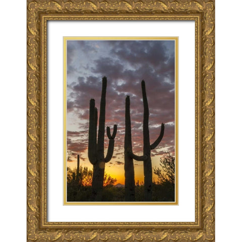 Arizona, Saguaro NP Sunset on desert landscape Gold Ornate Wood Framed Art Print with Double Matting by Illg, Cathy and Gordon