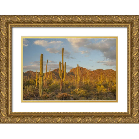 USA, Arizona, Saguaro NP Desert landscape Gold Ornate Wood Framed Art Print with Double Matting by Illg, Cathy and Gordon