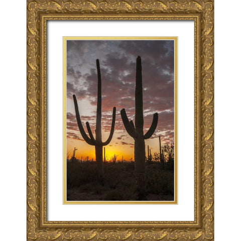 Arizona, Saguaro NP Sunset on desert landscape Gold Ornate Wood Framed Art Print with Double Matting by Illg, Cathy and Gordon