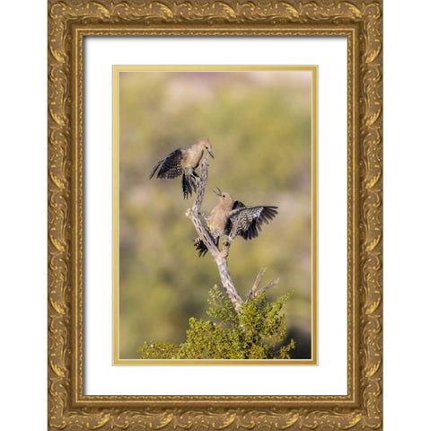 AZ, Buckeye Gila woodpeckers on cholla skeleton Gold Ornate Wood Framed Art Print with Double Matting by Kaveney, Wendy