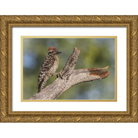 AZ, Amado Ladder-backed woodpecker on tree trunk Gold Ornate Wood Framed Art Print with Double Matting by Kaveney, Wendy