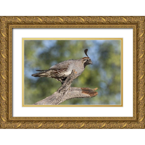 Arizona, Amado Gambels quail on dead branch Gold Ornate Wood Framed Art Print with Double Matting by Kaveney, Wendy