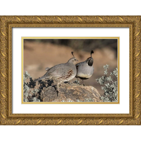 AZ, Amado Pair of Gambels quail perched on rock Gold Ornate Wood Framed Art Print with Double Matting by Kaveney, Wendy