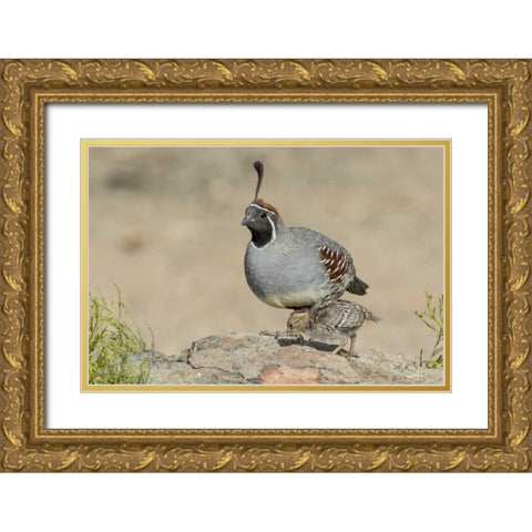 Arizona, Amado Male Gambels quail with chick Gold Ornate Wood Framed Art Print with Double Matting by Kaveney, Wendy