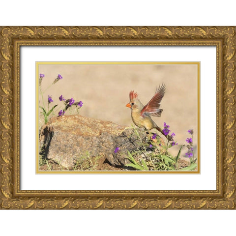 Arizona, Amado Female cardinal with wings spread Gold Ornate Wood Framed Art Print with Double Matting by Kaveney, Wendy