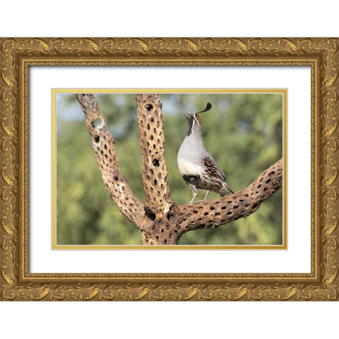 AZ, Amado Gambels quail on cholla skeleton Gold Ornate Wood Framed Art Print with Double Matting by Kaveney, Wendy