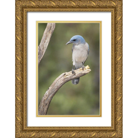 AZ, Santa Rita Mts Mexican jay perched on tree Gold Ornate Wood Framed Art Print with Double Matting by Kaveney, Wendy