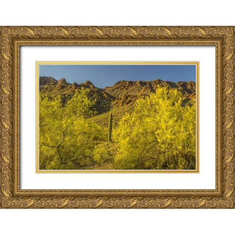 Arizona, Sonoran Desert Saguaro and palo verde Gold Ornate Wood Framed Art Print with Double Matting by Illg, Cathy and Gordon