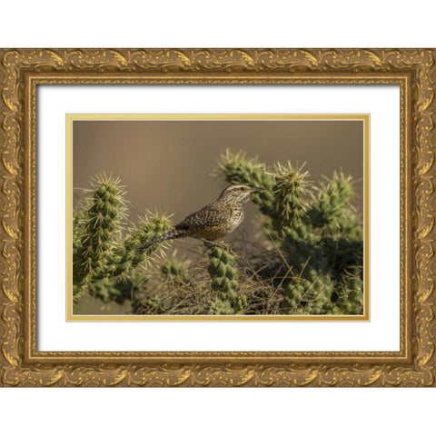 AZ, Sonoran Desert Cactus wren on cholla cactus Gold Ornate Wood Framed Art Print with Double Matting by Illg, Cathy and Gordon